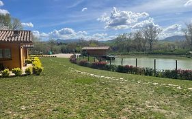 Colleolivi